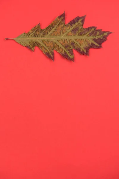 Ntural 要素を持つ秋のカラフルな背景 — ストック写真