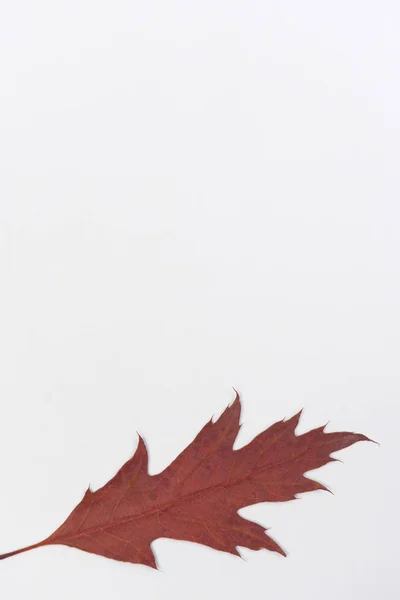 Ntural 要素を持つ秋のカラフルな背景 — ストック写真