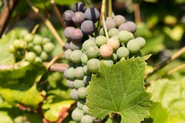 Yeşil bir arka plana sahip bir asma üzüm