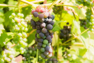 Yeşil bir arka plana sahip bir asma üzüm