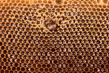 Karanlık balmumu bal ile dilim