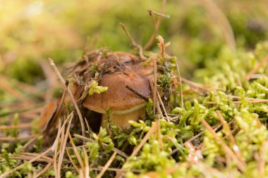 Sonbahar defne bolete ormandaki