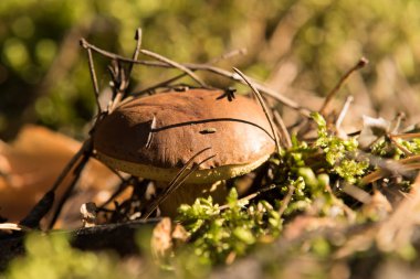 Sonbahar defne bolete ormandaki