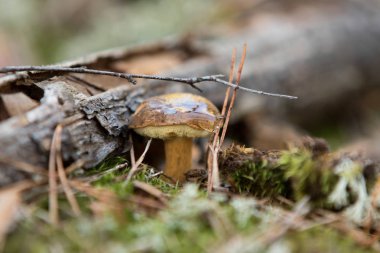 Sonbahar defne bolete ormandaki