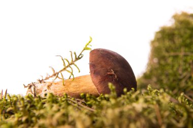 Sonbahar defne bolete beyaz bir arka plan üzerinde