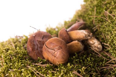 Sonbahar defne bolete beyaz bir arka plan üzerinde