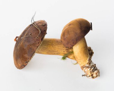 Sonbahar defne bolete beyaz bir arka plan üzerinde