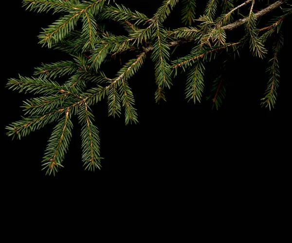 çam ve Ladin ile kış arka plan