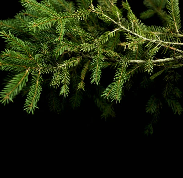 çam ve Ladin ile kış arka plan