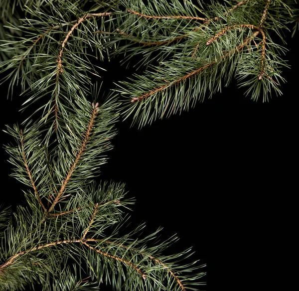 Winter Background Pine Spruce — Stock Photo, Image