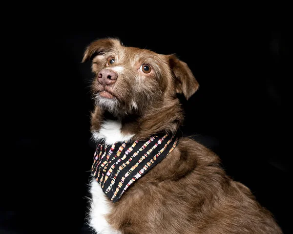 Фотография Собаки Черном Фоне — стоковое фото