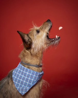 Kırmızı arka planda bir köpeğin stüdyo fotoğrafı.