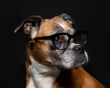 Siyah arka planda bir köpeğin resmi