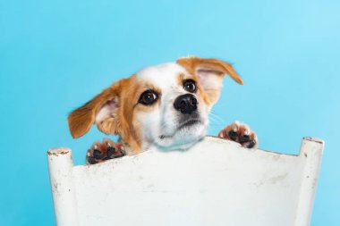 Mavi arka planda bir köpeğin resmi