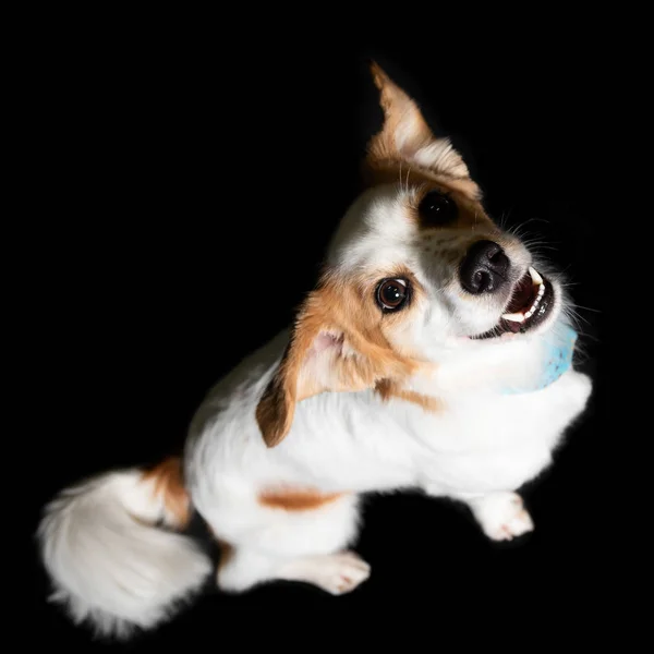 Siyah arka planda bir köpeğin resmi