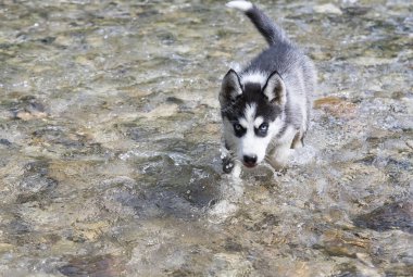 husky köpek hızlı Sıçrayan su içinde çalışan