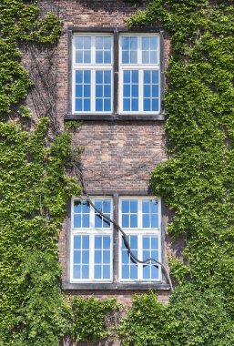 Yeşil sarmaşık kapsayan bina duvar. Filtre uygulanan görüntü instagram tarzı tonda