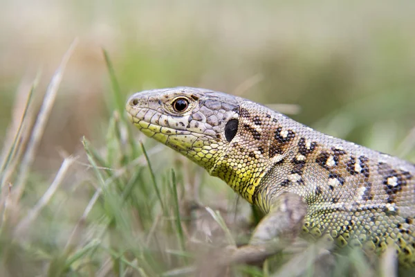 Lagarto Jardim Esconde Grama Verde — Fotografia de Stock