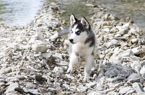 Cão Husky Correndo Rápido Água Salpicada — Fotografia de Stock