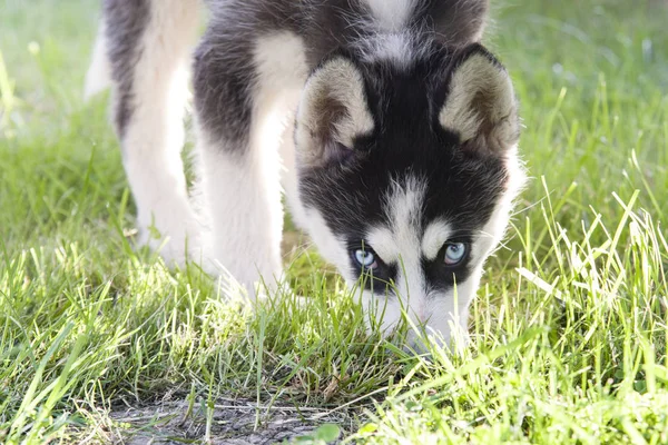 Sibirya Köpeği Çimlerin Üzerinde — Stok fotoğraf