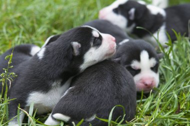 Sibirya husky yavrusu BM çimen