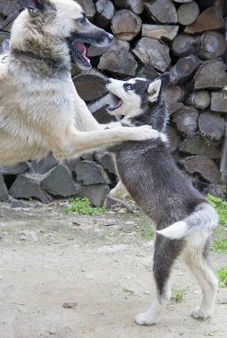 köpek ve Siberian dış yapraklar doğurmak birbirleri ile oynamak