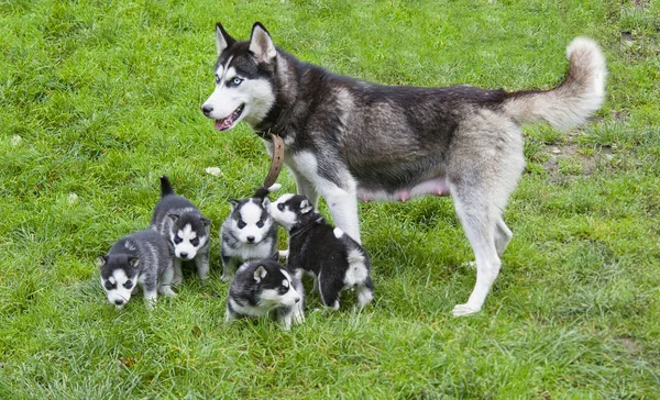 Siberian Husky Filhotes Para Passeio Com Sua Mãe — Fotografia de Stock