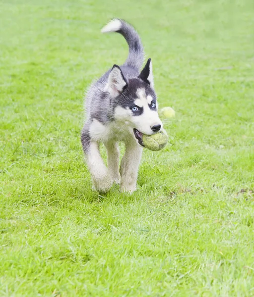 Husky Correndo Grama Jogando Com Uma Bola — Fotografia de Stock