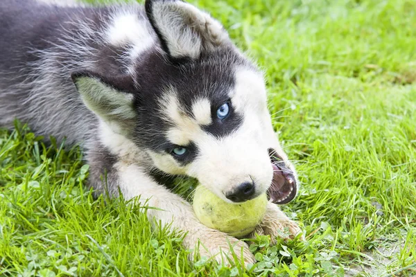 Bonito Filhote Cachorro Siberiano Husky Jogar Bolas Coloridas Grama Cão — Fotografia de Stock