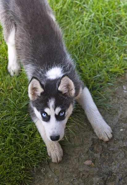 可愛いですシベリアのハスキー子犬上の草 — ストック写真