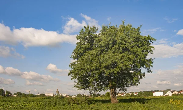 Tree Pears Background Sky — Stock Photo, Image