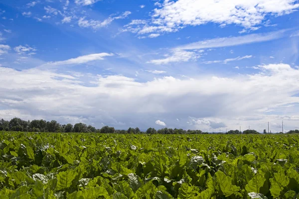 Fresh Beet Tops Background Blue Sky Several Plants Agricultural Field — Stock Photo, Image