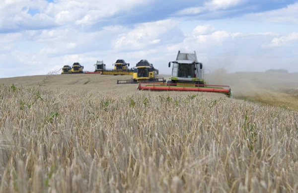 Harvester machine to harvest wheat field working. Combine harvester agriculture machine harvesting golden ripe wheat field