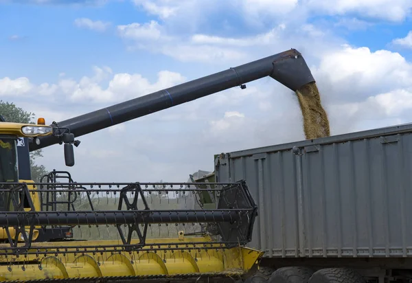 Verter Grano Remolque Del Tractor Después Cosecha — Foto de Stock