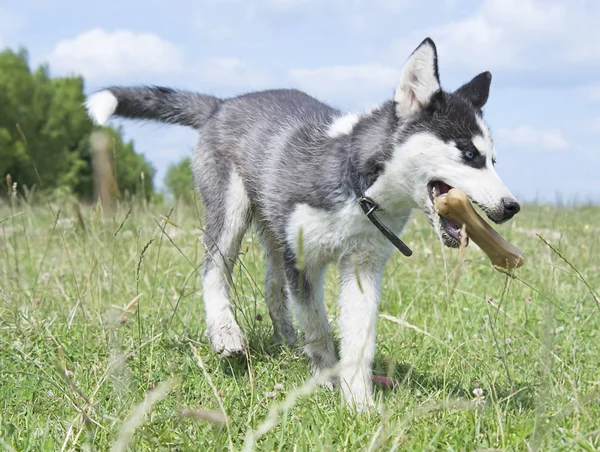 Bonito Siberiano Husky Filhote Cachorro Jogar Brinquedo Grama Cão Bonito — Fotografia de Stock