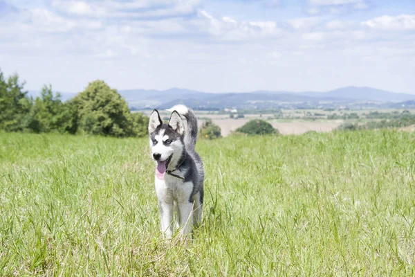 Husky Siberiano Fundo Das Montanhas — Fotografia de Stock