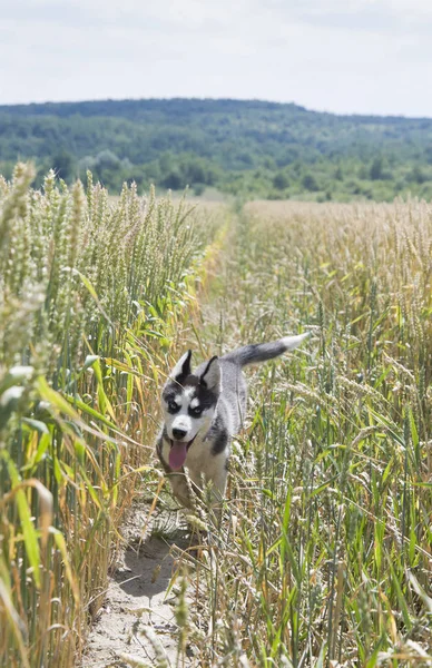 Siberian Husky Körs Ett Vetefält — Stockfoto