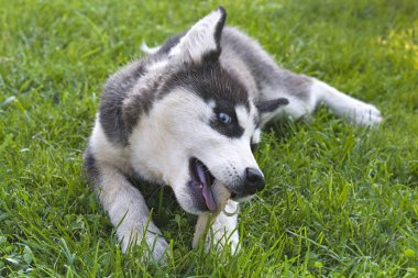 Şirin Sibirya husky köpek yavrusu oyun oyuncak çimenlerin üzerinde. Sevimli köpek