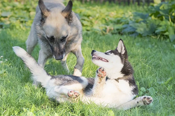 公園で犬のゲーム — ストック写真