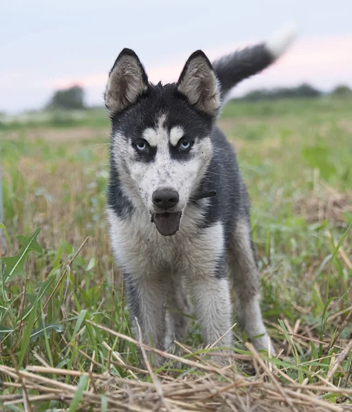 Huskies Στο Πεδίο Αναζητώντας Θήραμα — Φωτογραφία Αρχείου