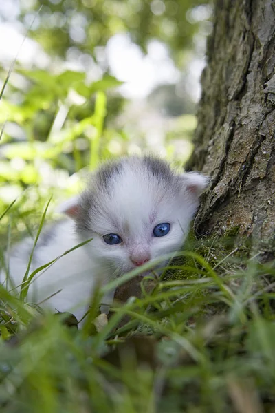 小猫在树上玩耍关闭 — 图库照片