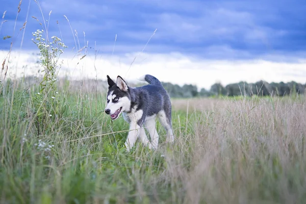 Husky Siberiano Fundo Céu — Fotografia de Stock