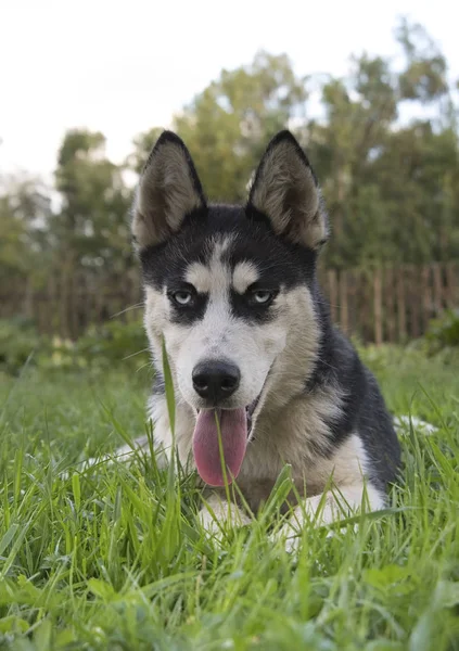 かわいいシベリアン ハスキー子犬プレイ グッズ芝生の上 かわいい犬 — ストック写真