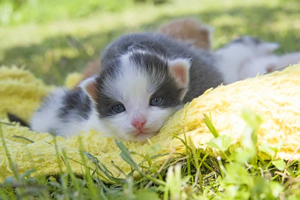 Sleeping Kittens Pillow Grass — Stock Photo, Image