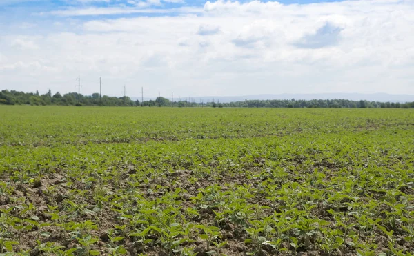 Rural Landscape Fresh Green Soy Field Soybean Field — Stock Photo, Image