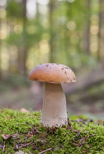 Mushroom Forest Close — Stock Photo, Image