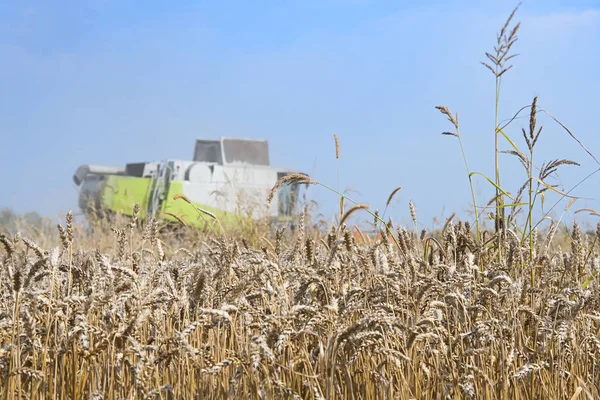 Harvester machine to harvest wheat field working. Combine harvester agriculture machine harvesting golden ripe wheat field