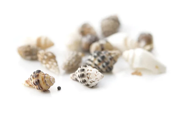 Shells Isolated White Background — Stock Photo, Image