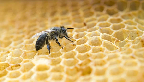 Рабочая Пчела Сотах Крупный План — стоковое фото