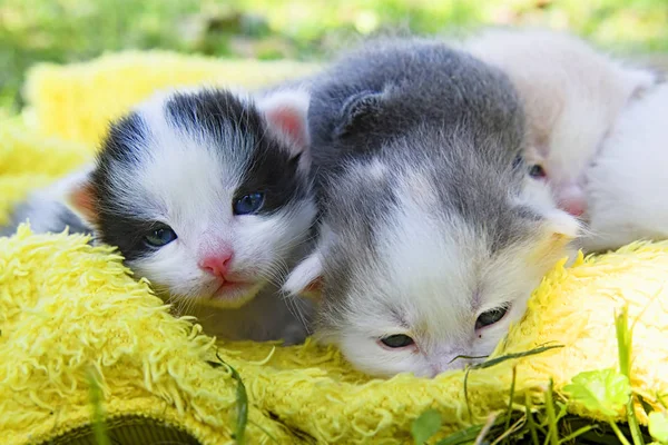Sleeping Kittens Pillow Grass — Stock Photo, Image